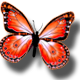 Orange Butterfly from Mark✈G✈✈ღNO BUYღ✈✈✈ to victoria V