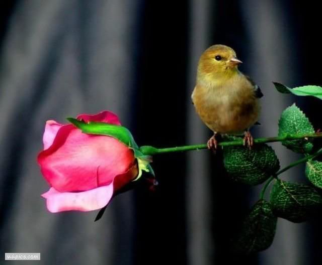 birds000733vipics.jpg