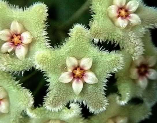 gtlT37iH2AfvvpN3FcayJLaN7jwuCc7s1gaAUR4s