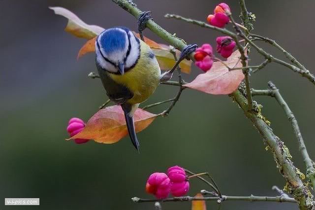 birds000860vipics.jpg